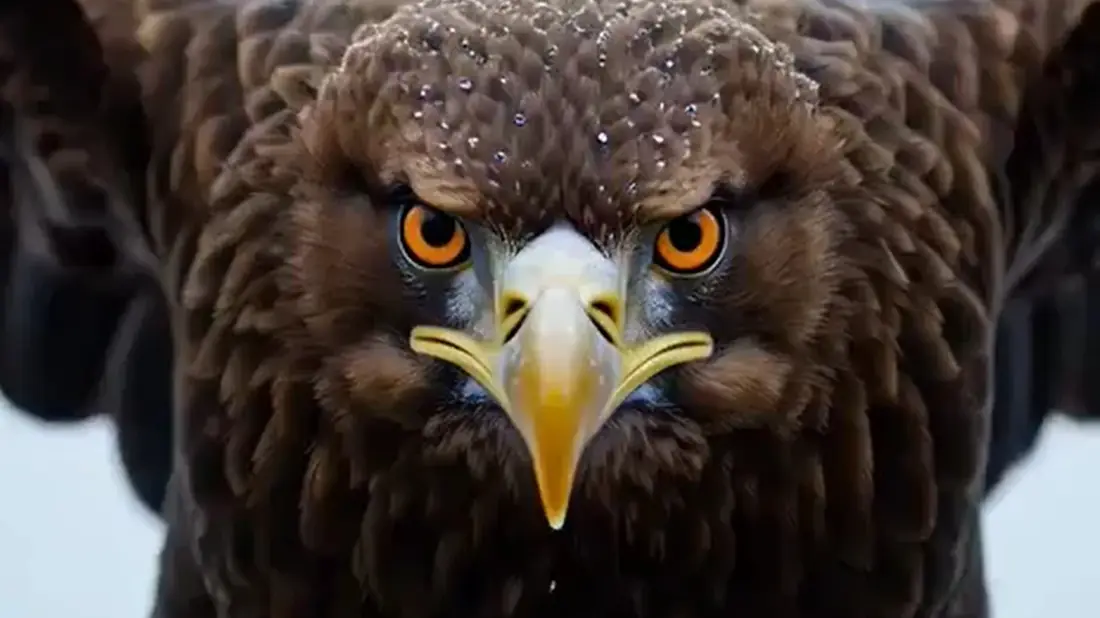 Aguila template showing an 8K interactive eagle hero